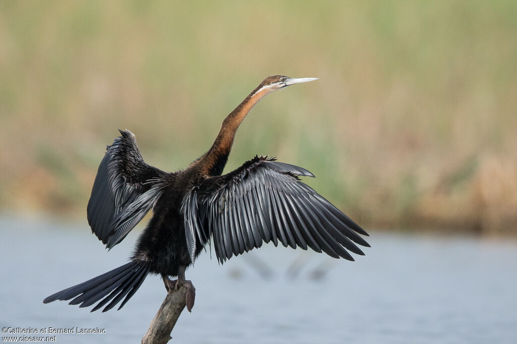 Anhinga d'Afriqueadulte, Comportement