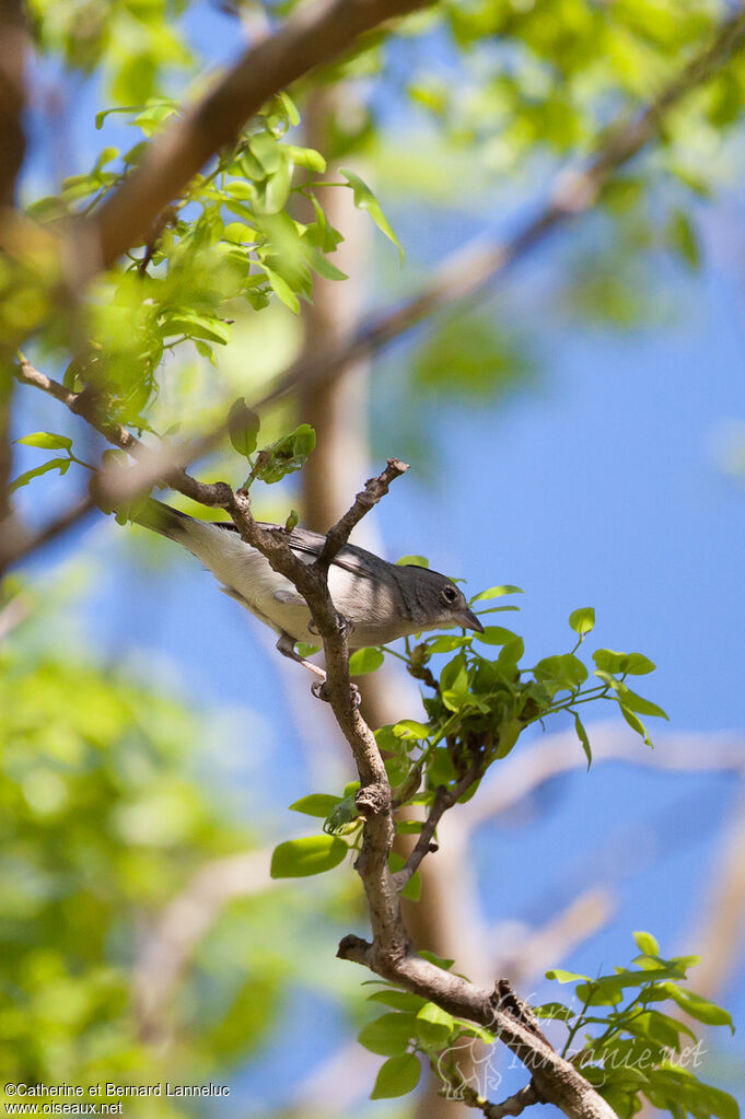 Araguira gris