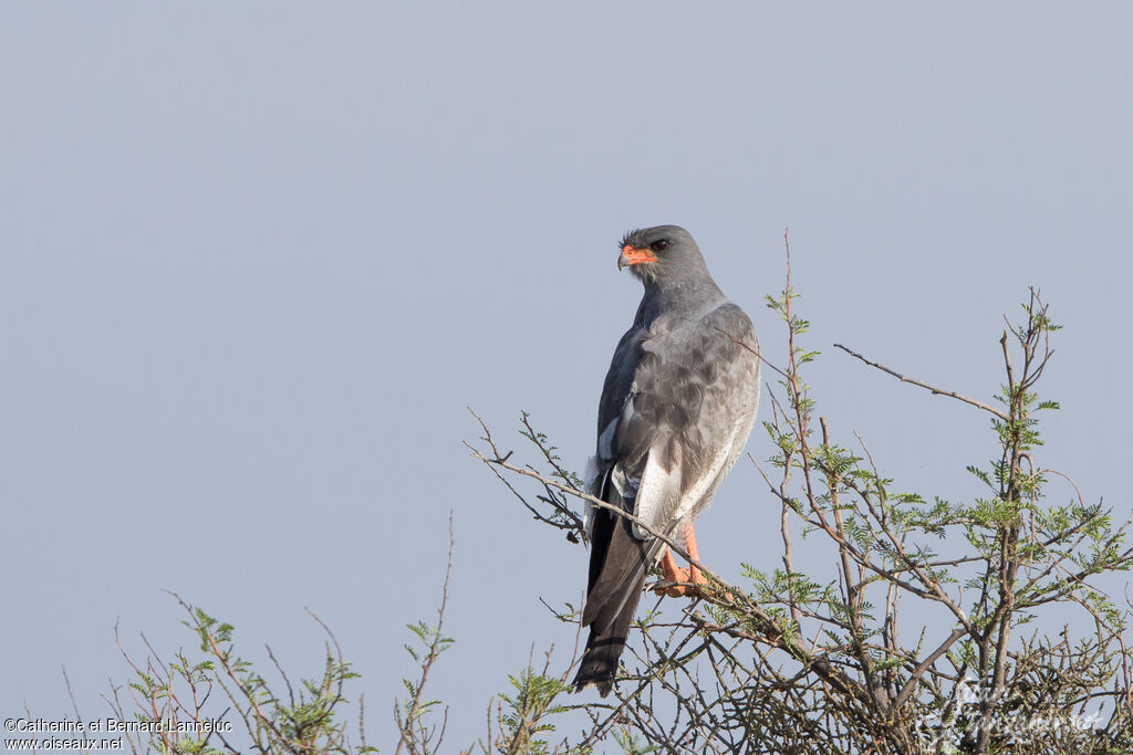 Autour chanteuradulte, identification