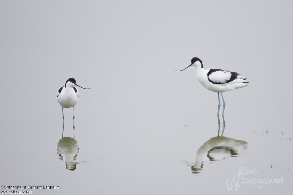 Avocette élégante 