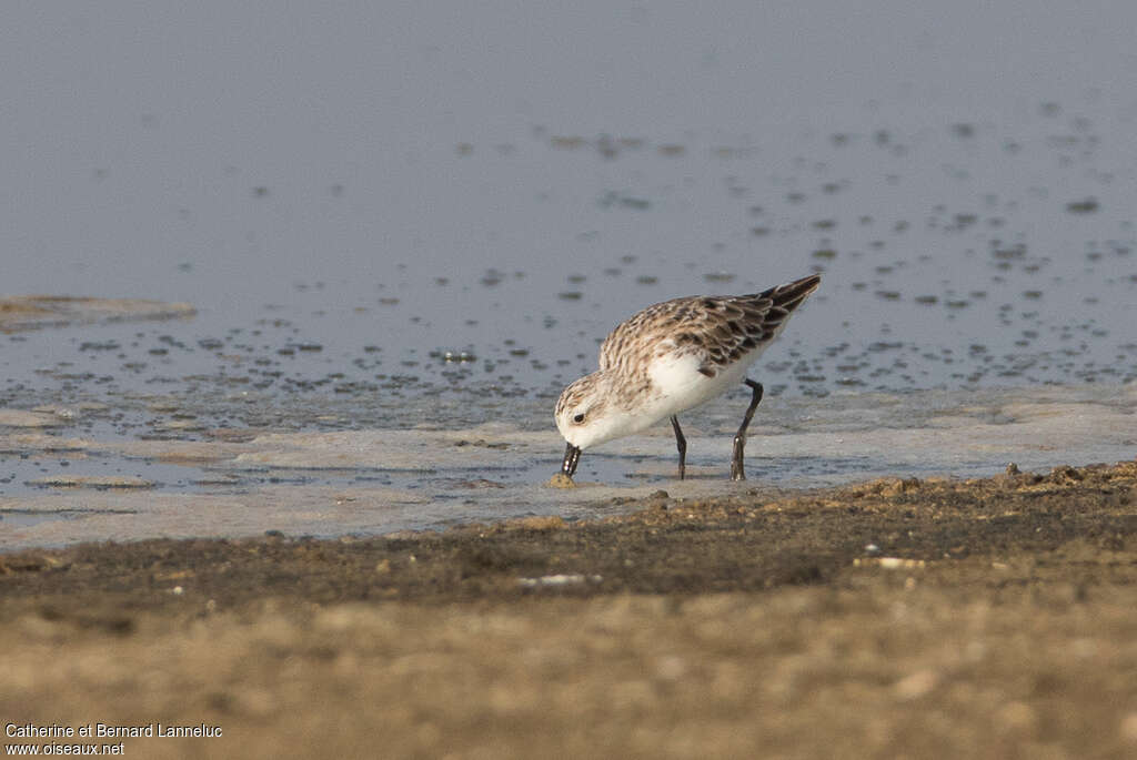 Bécasseau spatuleadulte internuptial, pêche/chasse