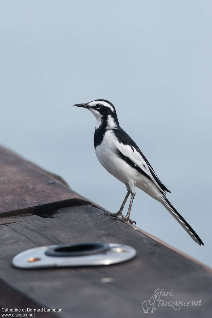 African Pied Wagtailadult, identification