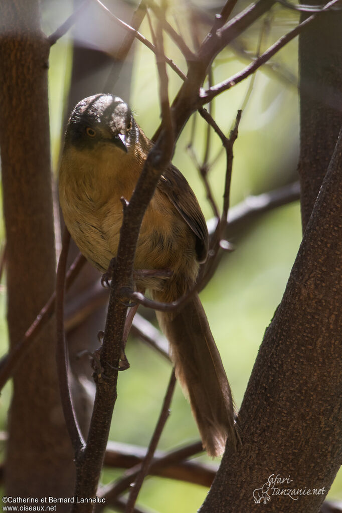 Victorin's Warbleradult, identification