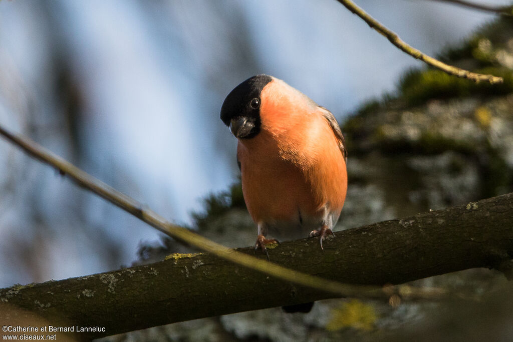 Eurasian Bullfinch male adult