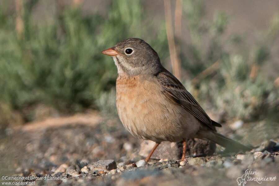 Bruant à cou grisadulte, identification
