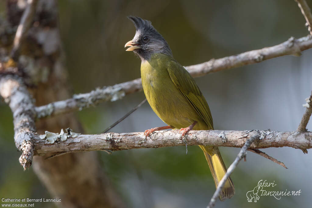 Bulbul à gros becadulte, identification