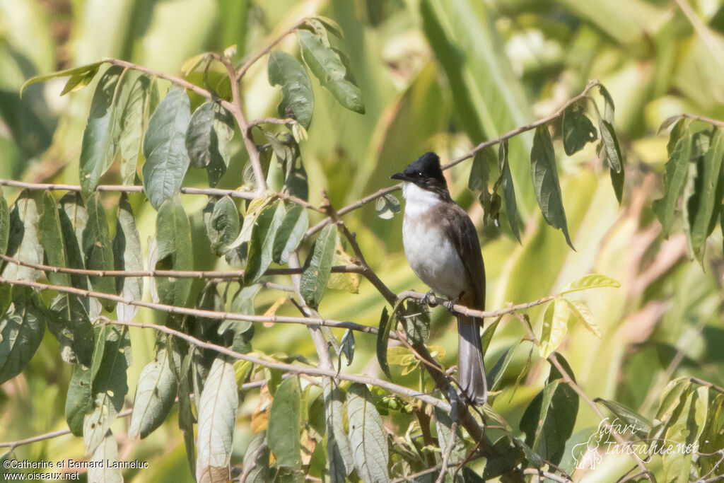 Bulbul à poitrine bruneadulte