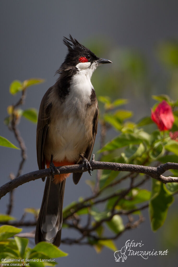 Bulbul orphéeadulte, identification