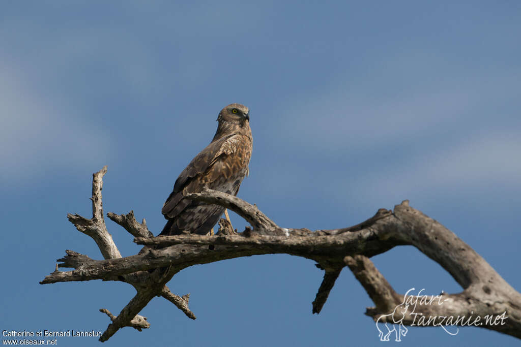 African Marsh Harrieradult, identification