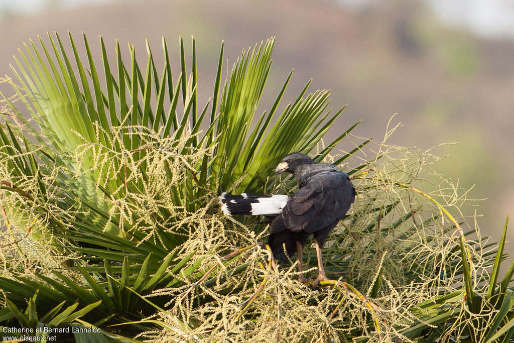 Buse urubuadulte, identification