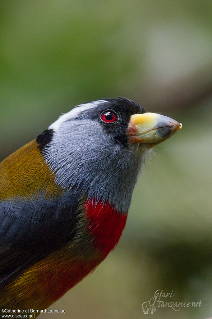 Cabézon toucanadulte, portrait, composition