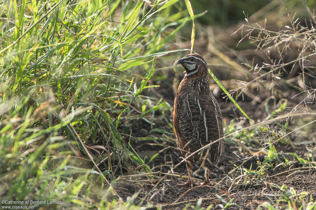 Caille arlequin mâle adulte, habitat