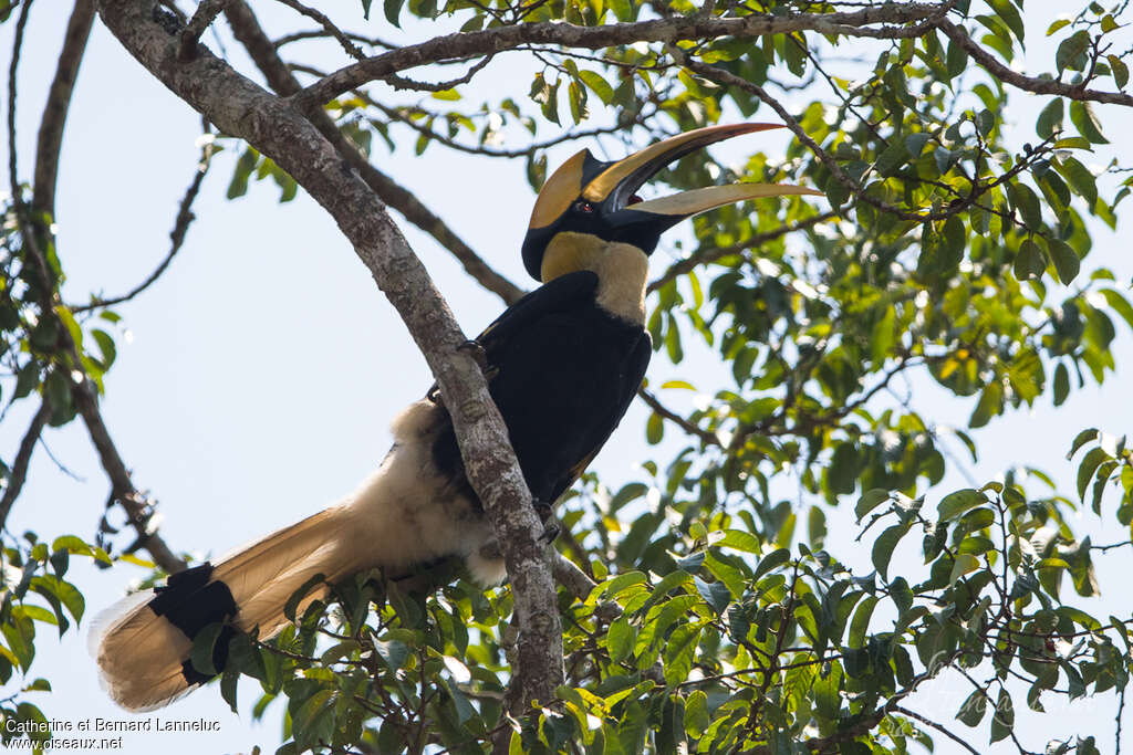 Calao bicorne mâle adulte, habitat, mange