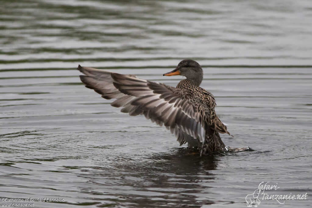 Canard chipeau femelle adulte, Comportement