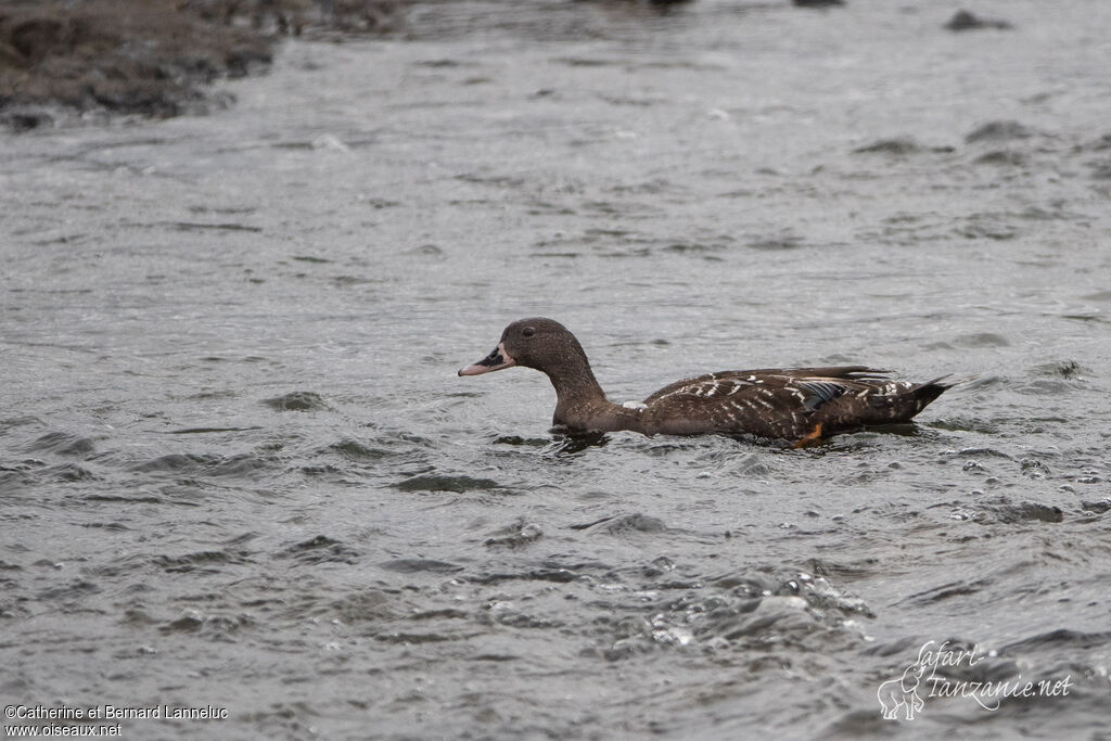 African Black Duck female adult, identification
