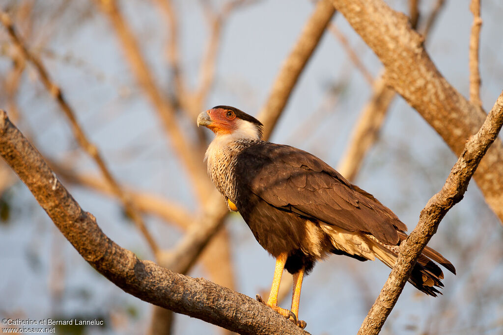 Caracara du Nordadulte, identification