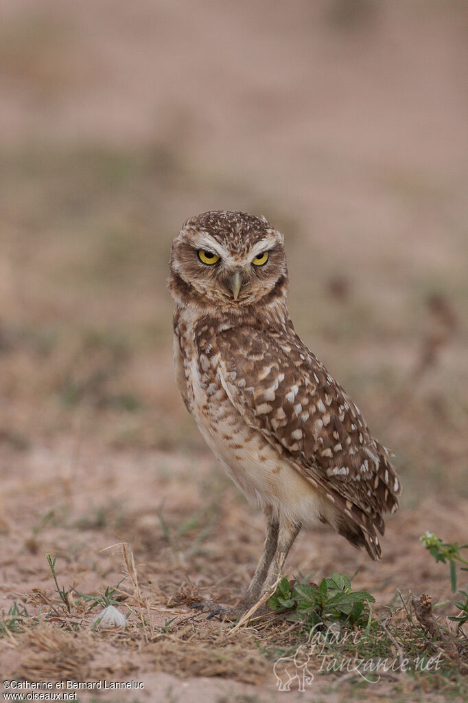 Burrowing Owladult, identification