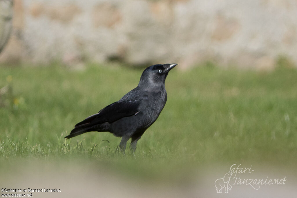 Choucas des toursadulte, identification
