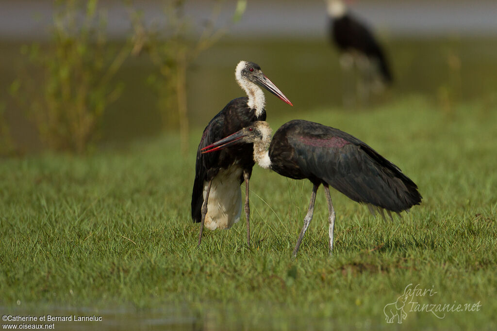 Cigogne à pattes noiresadulte