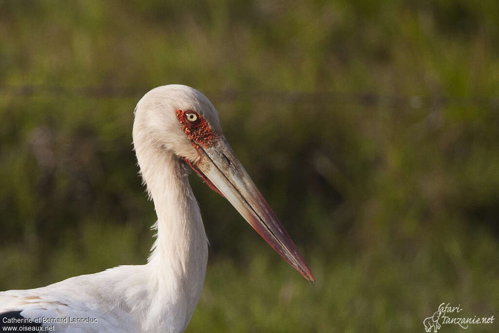 Cigogne maguariadulte, portrait