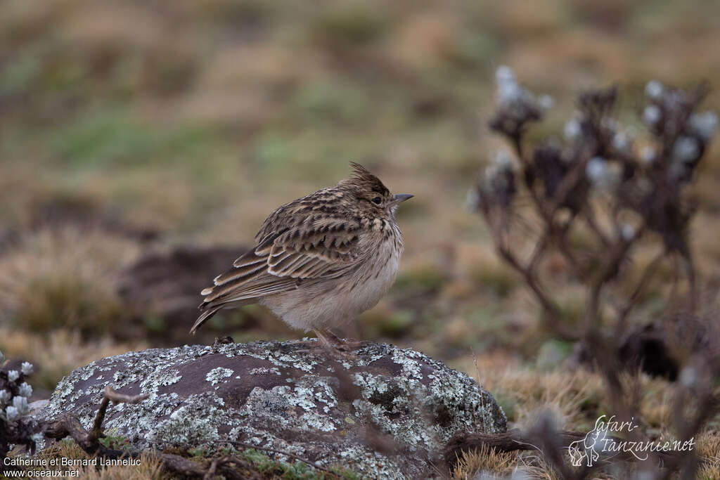 Cochevis de Théklaadulte, habitat