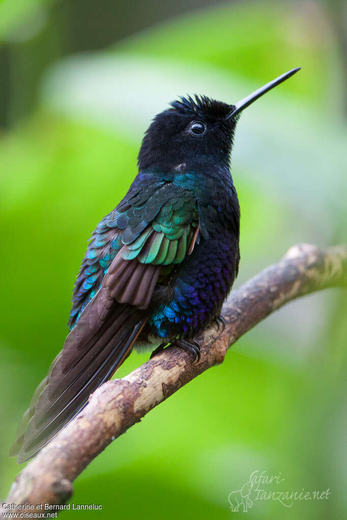 Colibri de Jardine mâle adulte, composition, pigmentation