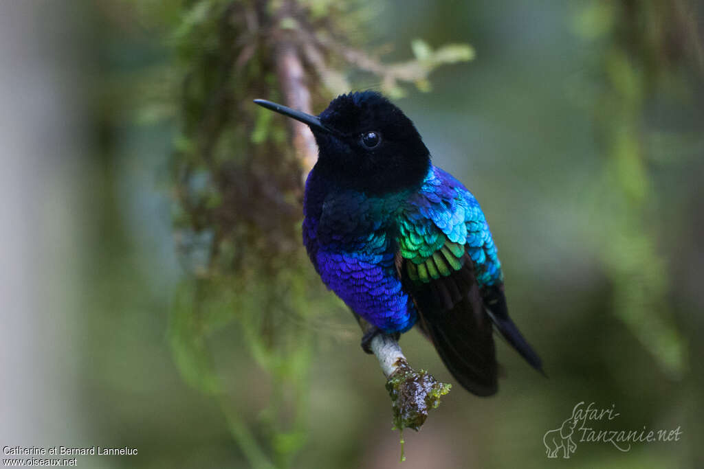 Colibri de Jardine mâle adulte, composition