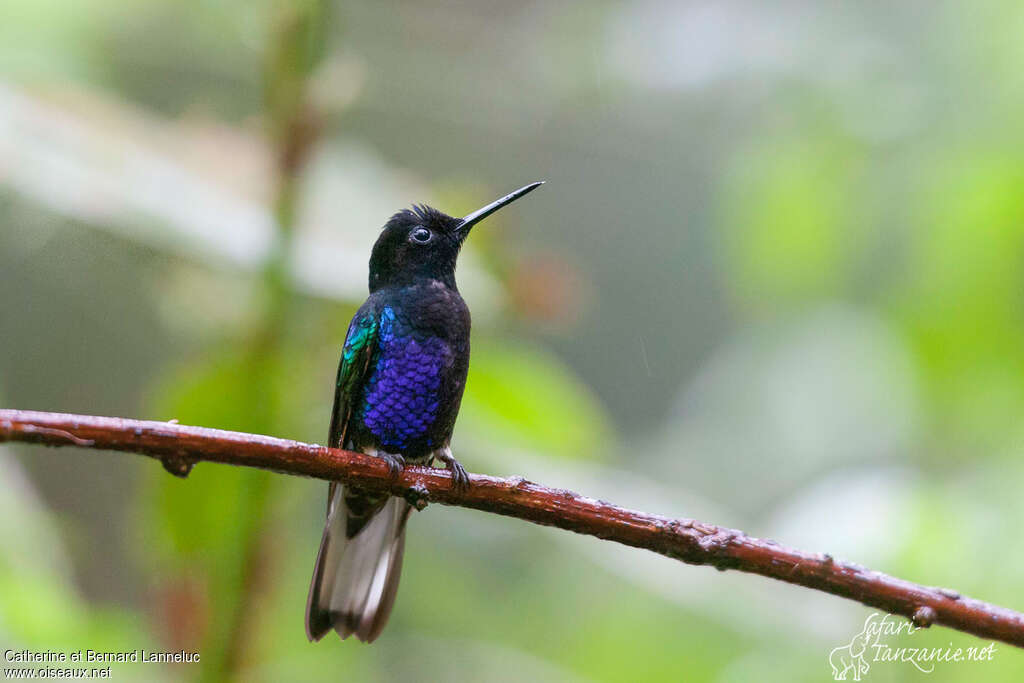 Colibri de Jardine mâle adulte, portrait
