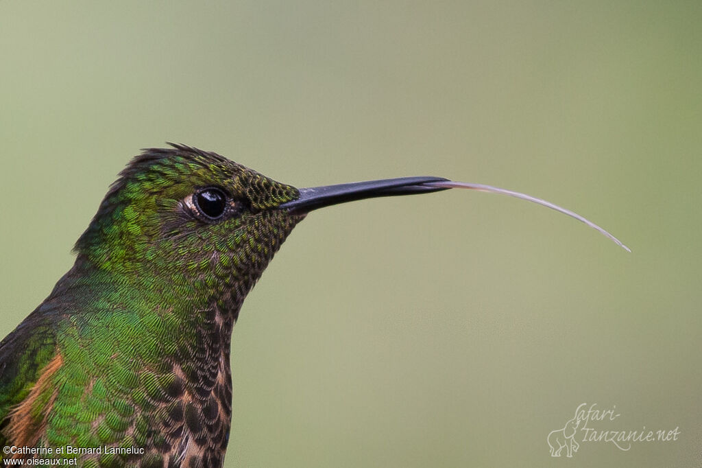 Colibri flavescent, portrait