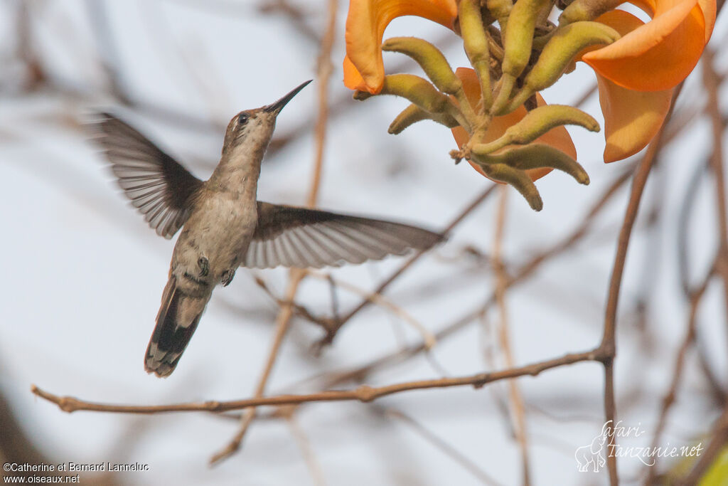 Colibri rubis-topaze femelle