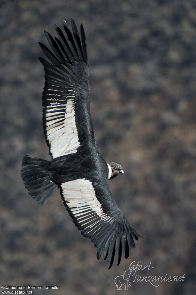 Condor des Andesadulte, Vol
