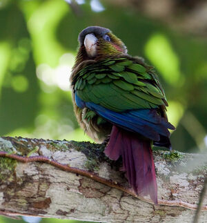 Conure à oreillons