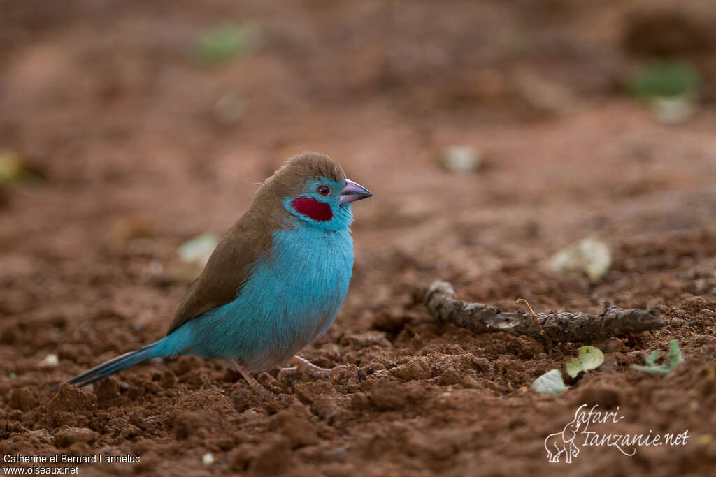 Cordonbleu à joues rouges mâle adulte, identification