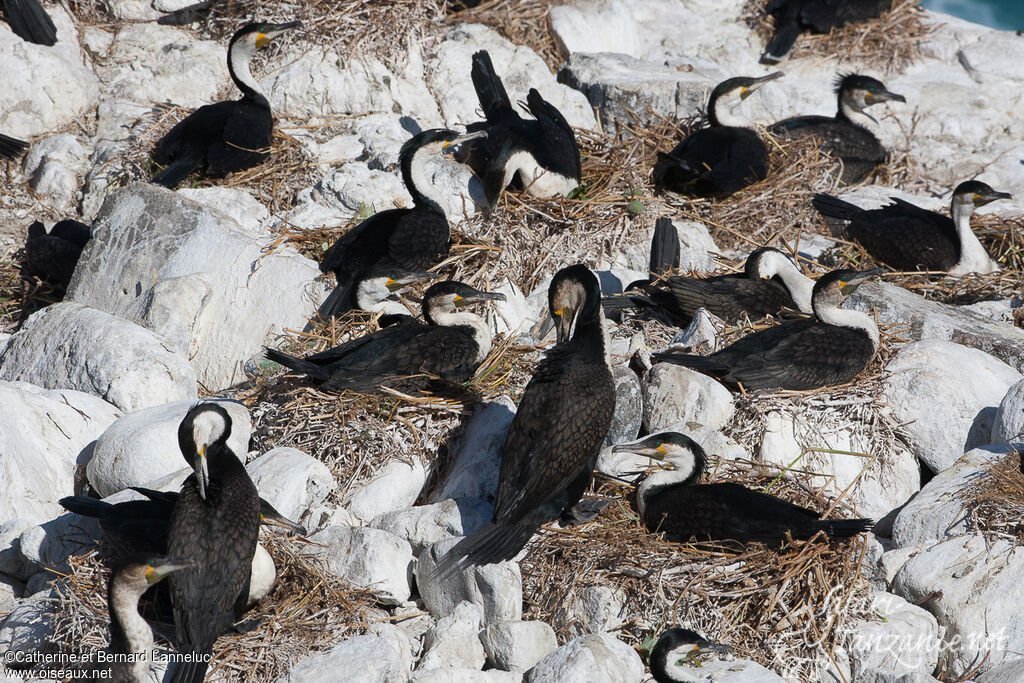 White-breasted Cormorantadult, colonial reprod.