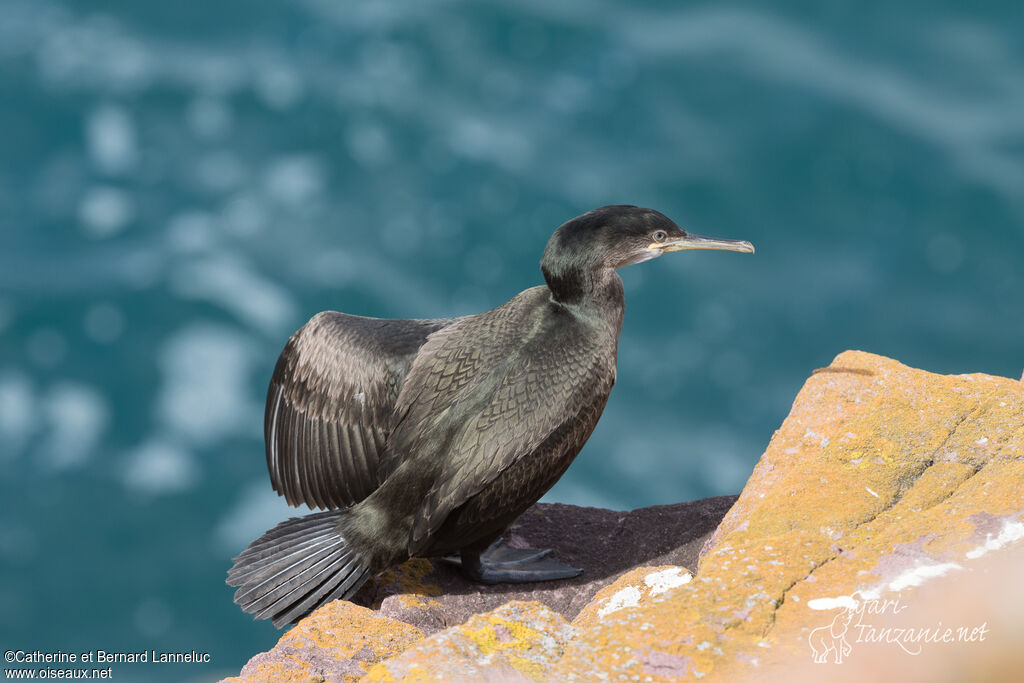 Cormoran huppésubadulte, identification