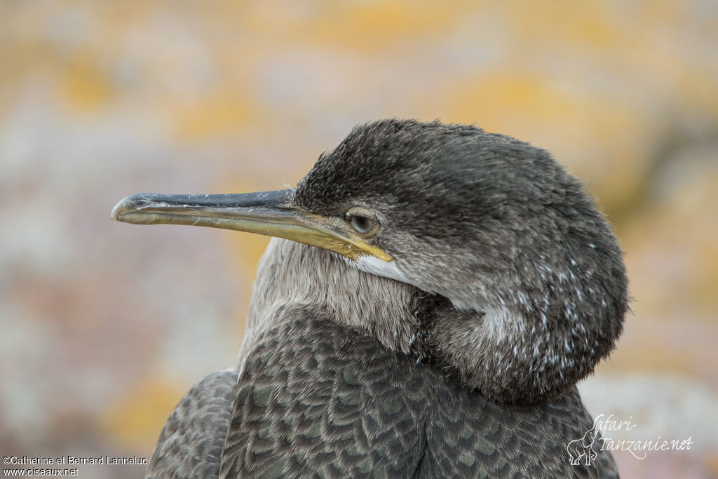 Cormoran huppéjuvénile, portrait, composition