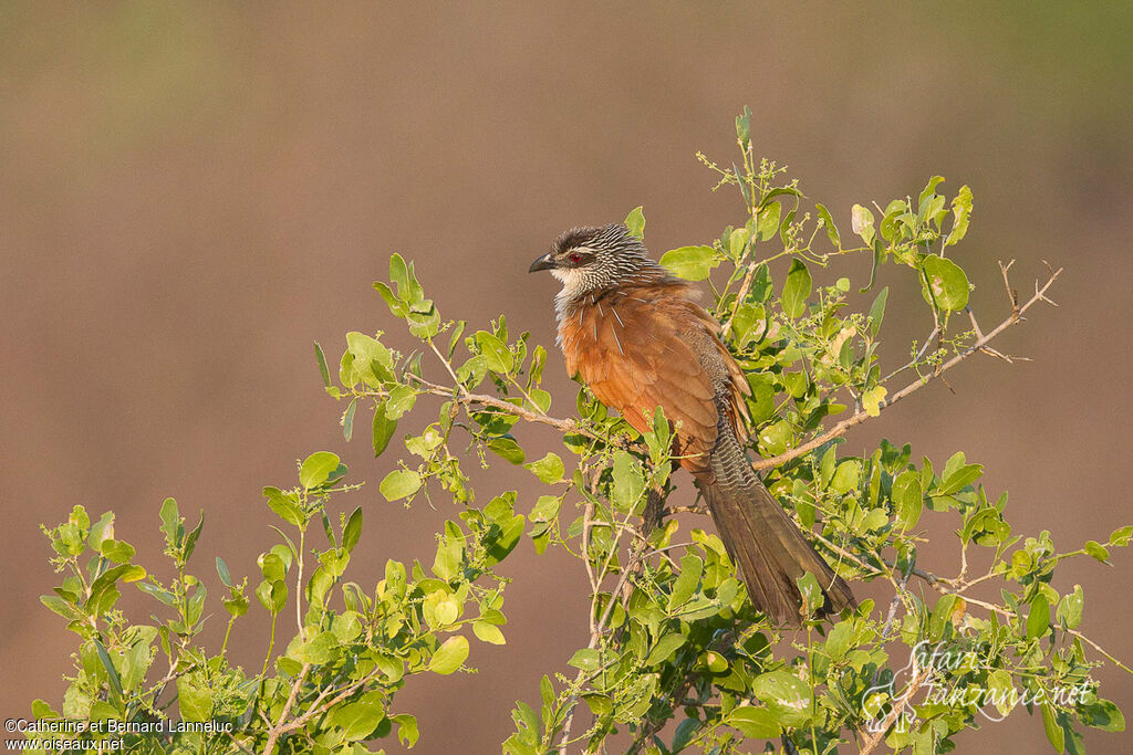 Coucal à sourcils blancsadulte, identification