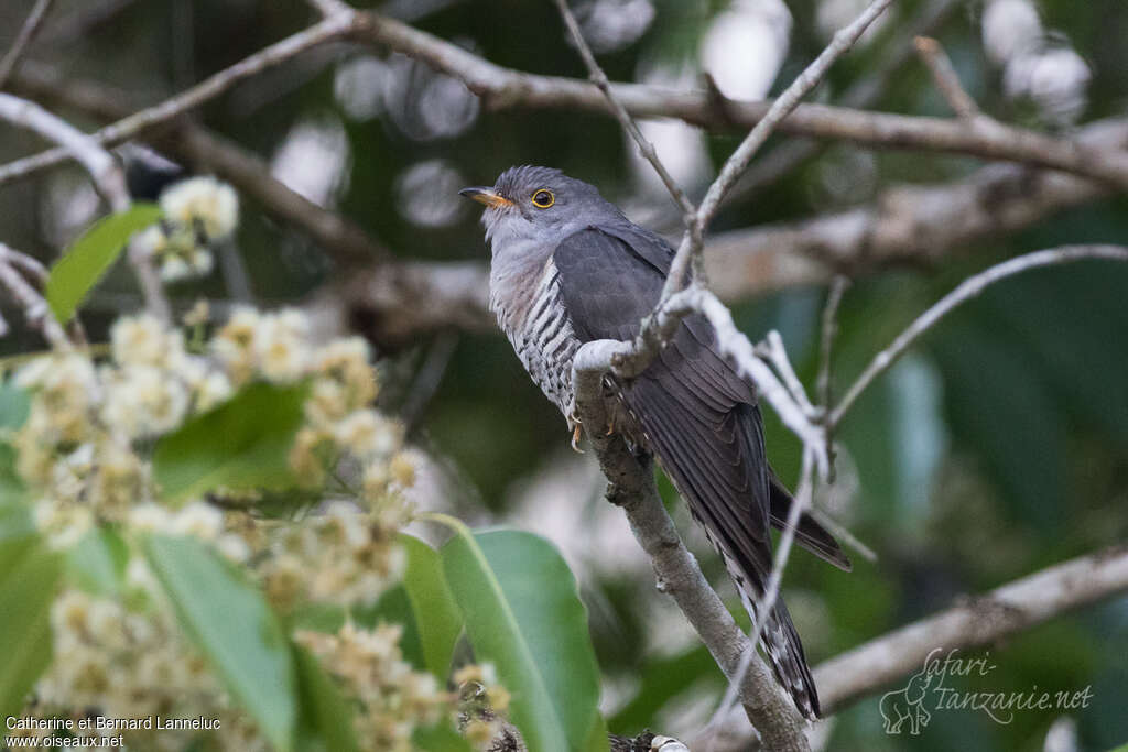 Coucou de l'Himalayaadulte, identification