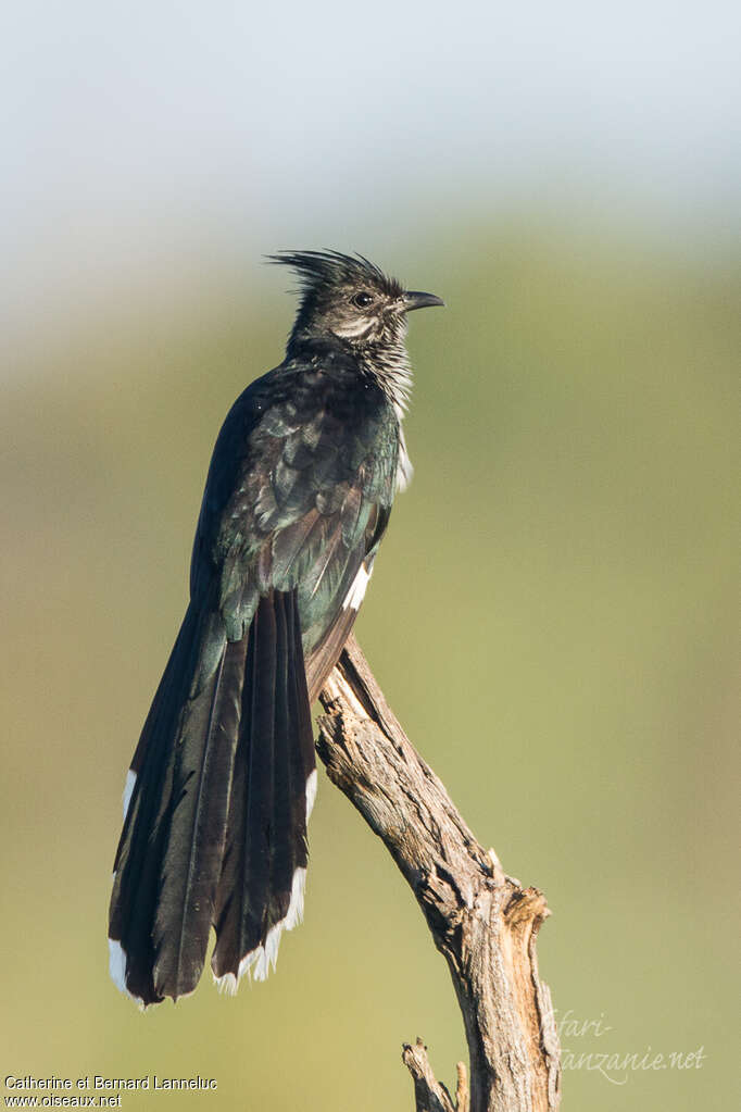 Coucou de Levaillantadulte, identification