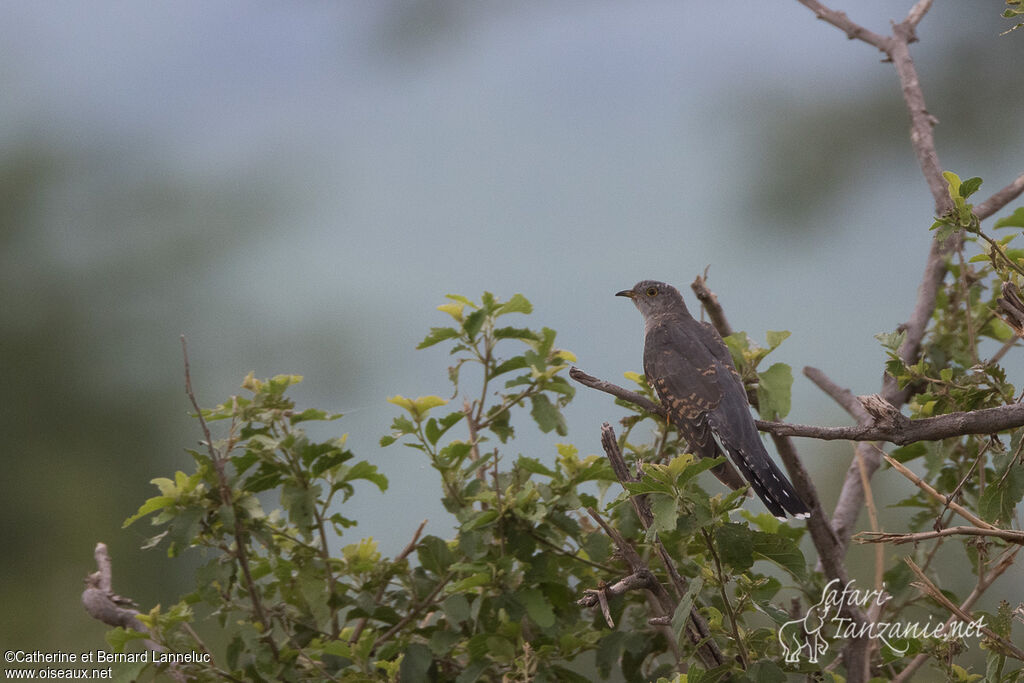 Coucou gris mâle 1ère année, identification