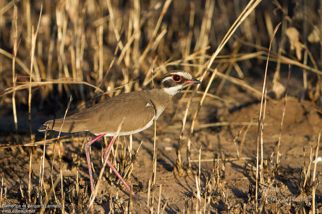 Courvite à ailes bronzéesadulte, identification, Comportement