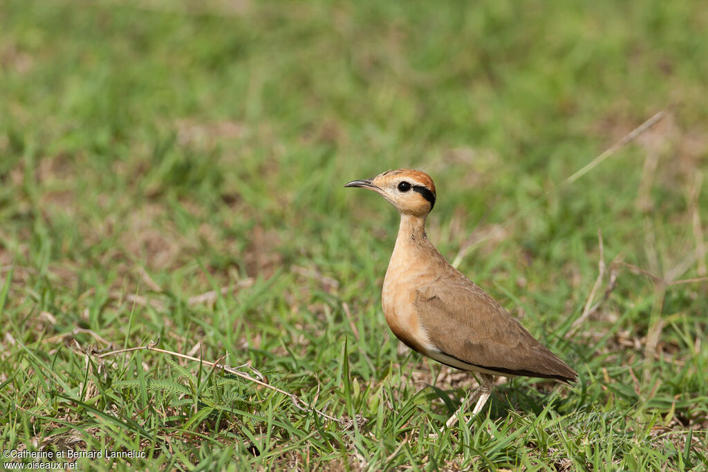 Courvite de Temminckadulte, identification