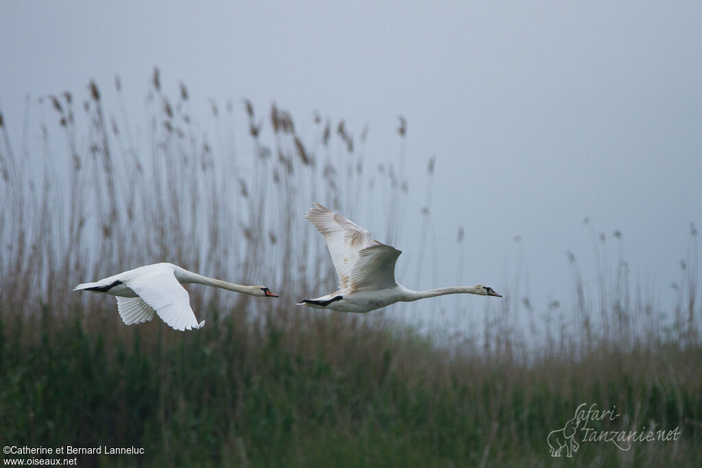 Cygne tuberculé, habitat, Vol