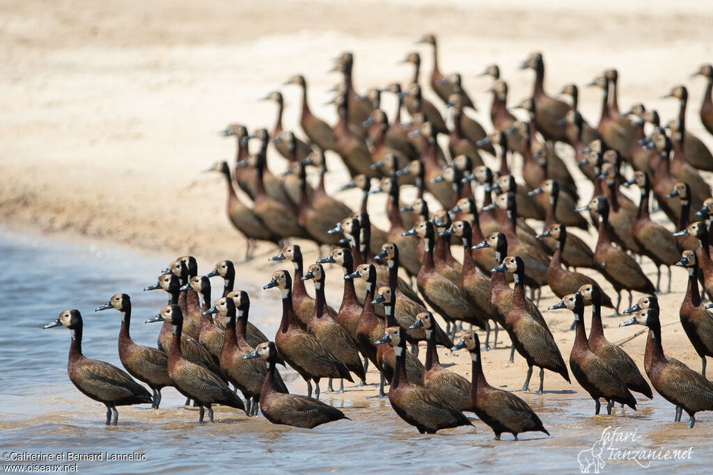 Dendrocygne veufadulte, Comportement