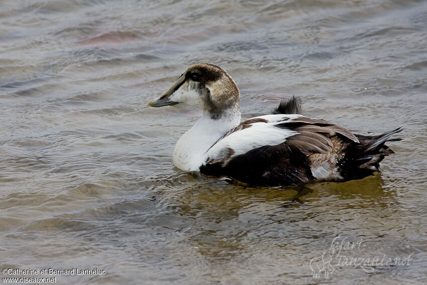 Eider à duvet mâle immature