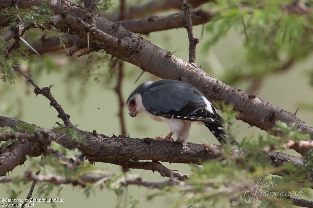 Fauconnet d'Afrique mâle adulte, pêche/chasse, mange