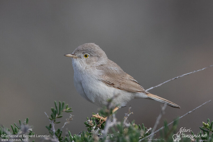 Fauvette naineadulte, identification