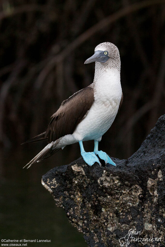 Fou à pieds bleusadulte, identification