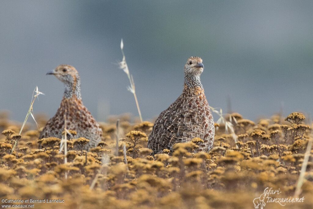 Francolin à ailes grisesadulte, habitat