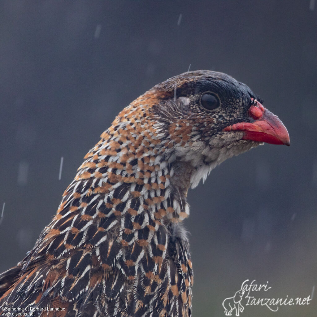 Francolin à cou rouxadulte, composition
